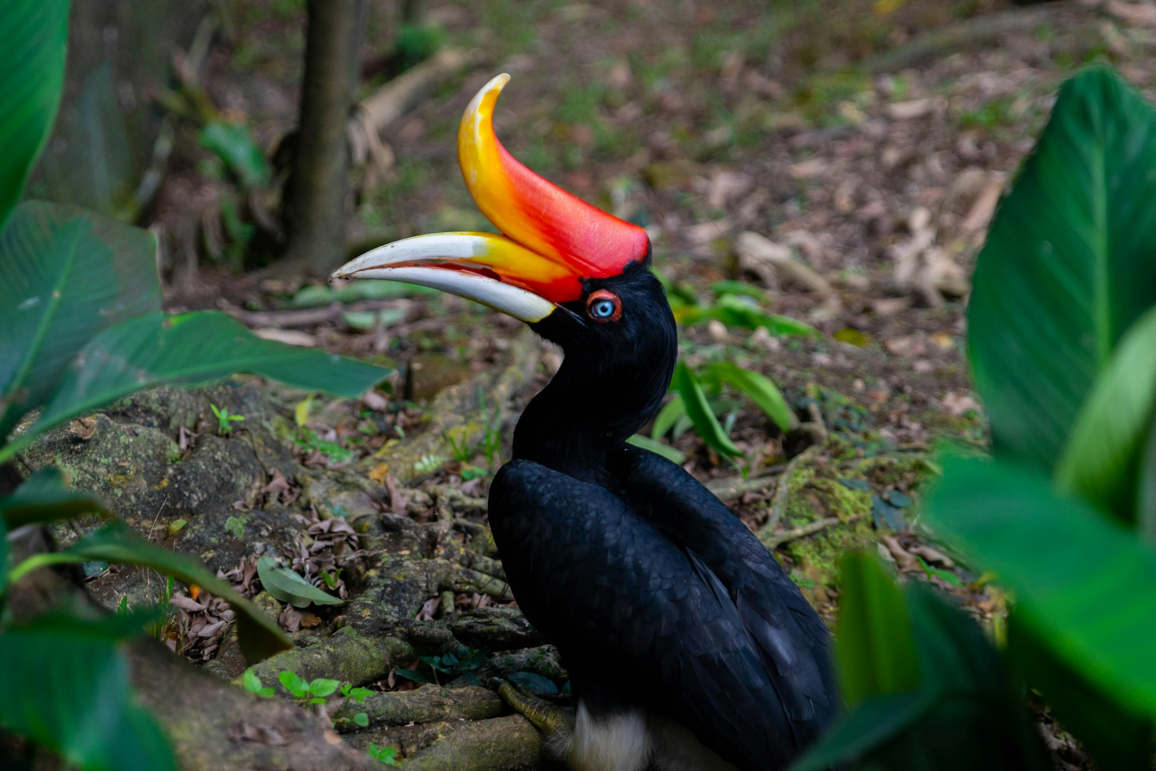 Sarawak Hornbill